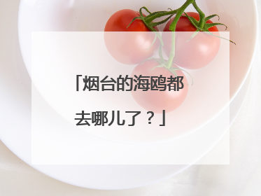 烟台的海鸥都去哪儿了？