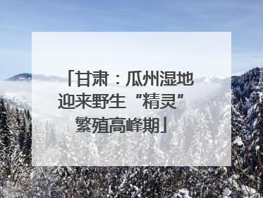 甘肃：瓜州湿地迎来野生“精灵”繁殖高峰期