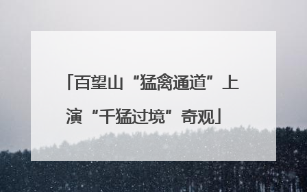 百望山“猛禽通道”上演“千猛过境”奇观
