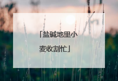 盐碱地里小麦收割忙