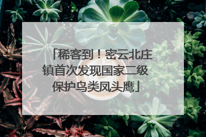 稀客到！密云北庄镇首次发现国家二级保护鸟类凤头鹰