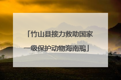 竹山县接力救助国家一级保护动物海南鳽