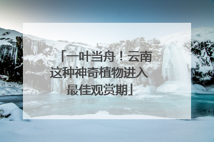 一叶当舟！云南这种神奇植物进入最佳观赏期