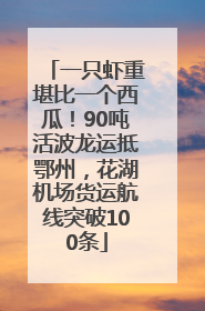 一只虾重堪比一个西瓜！90吨活波龙运抵鄂州，花湖机场货运航线突破100条