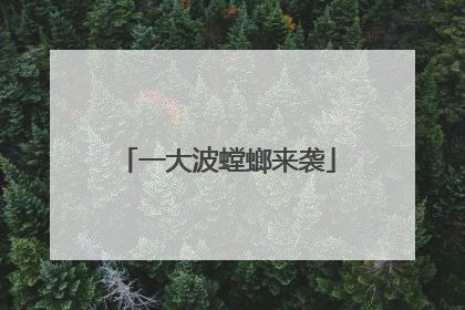 一大波螳螂来袭
