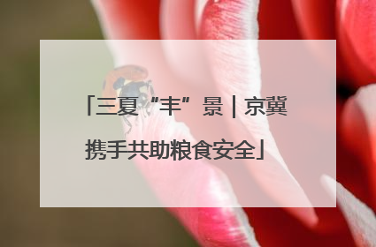 三夏“丰”景｜京冀携手共助粮食安全