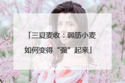 三夏麦收：弱筋小麦如何变得“强”起来