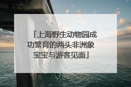 上海野生动物园成功繁育的两头非洲象宝宝与游客见面