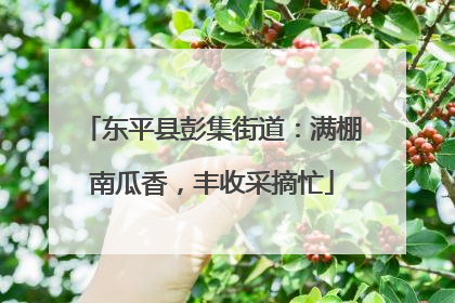 东平县彭集街道：满棚南瓜香，丰收采摘忙