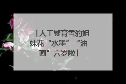 人工繁育雪豹姐妹花“水墨”“油画”六岁啦