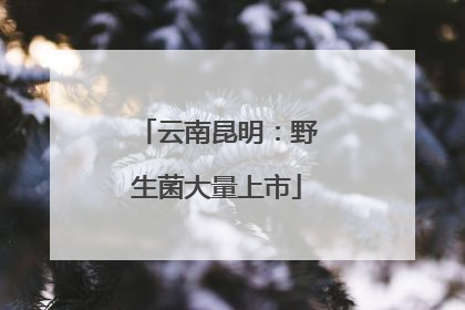 云南昆明：野生菌大量上市