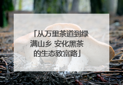 从万里茶道到绿满山乡 安化黑茶的生态致富路