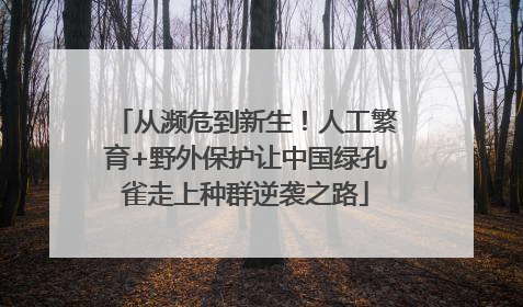 从濒危到新生！人工繁育+野外保护让中国绿孔雀走上种群逆袭之路
