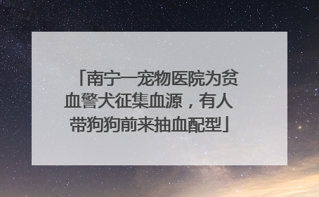 南宁一宠物医院为贫血警犬征集血源，有人带狗狗前来抽血配型