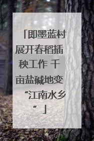 即墨蓝村展开春稻插秧工作 千亩盐碱地变“江南水乡”