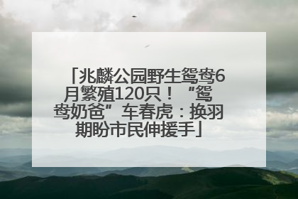 兆麟公园野生鸳鸯6月繁殖120只！“鸳鸯奶爸”车春虎：换羽期盼市民伸援手