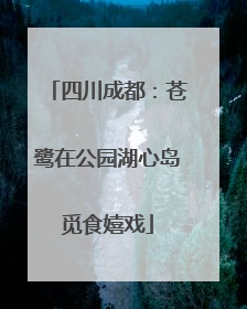 四川成都：苍鹭在公园湖心岛觅食嬉戏