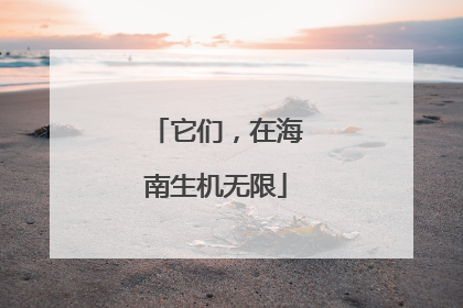 它们，在海南生机无限