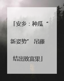 安乡：种瓜“新姿势” 吊藤结出致富果