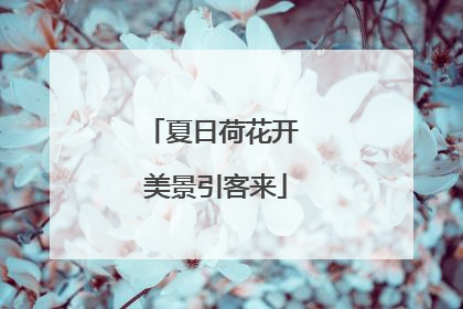 夏日荷花开 美景引客来