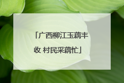 广西柳江玉藕丰收 村民采藕忙