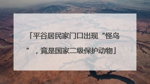 平谷居民家门口出现“怪鸟”，竟是国家二级保护动物