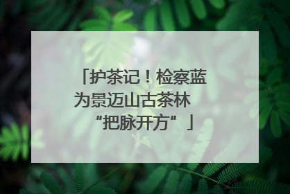 护茶记！检察蓝为景迈山古茶林 “把脉开方”