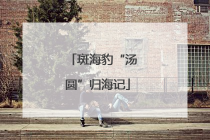 斑海豹“汤圆”归海记