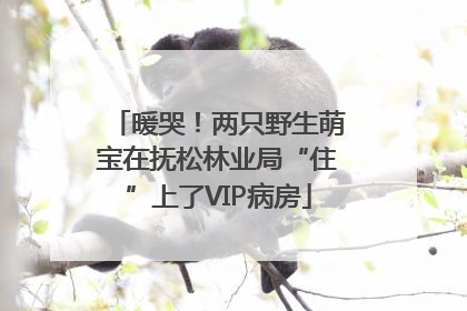 暖哭！两只野生萌宝在抚松林业局“住”上了VIP病房
