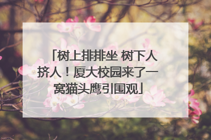 树上排排坐 树下人挤人！厦大校园来了一窝猫头鹰引围观