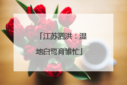 江苏泗洪：湿地白鹭育雏忙