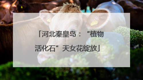 河北秦皇岛：“植物活化石”天女花绽放
