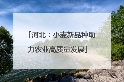 河北：小麦新品种助力农业高质量发展