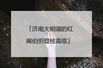 济南大明湖的红尾伯劳登枝高歌