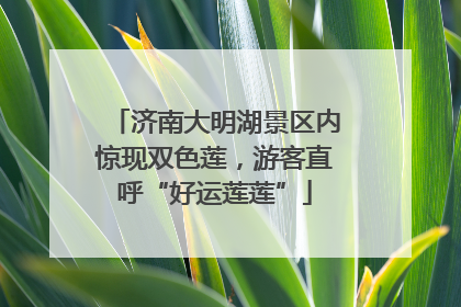 济南大明湖景区内惊现双色莲，游客直呼“好运莲莲”