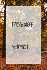 荷花盛开守护忙