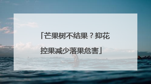 芒果树不结果？抑花控果减少落果危害