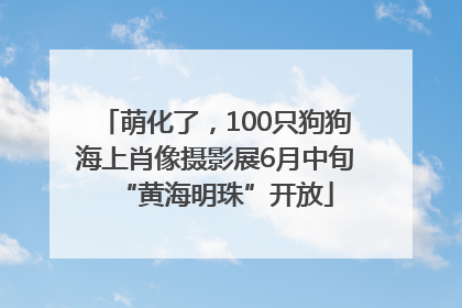 萌化了，100只狗狗海上肖像摄影展6月中旬“黄海明珠”开放