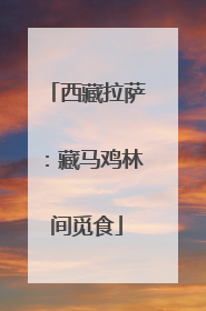 西藏拉萨：藏马鸡林间觅食