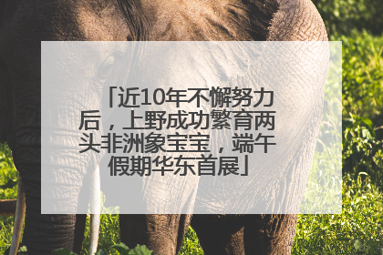 近10年不懈努力后，上野成功繁育两头非洲象宝宝，端午假期华东首展