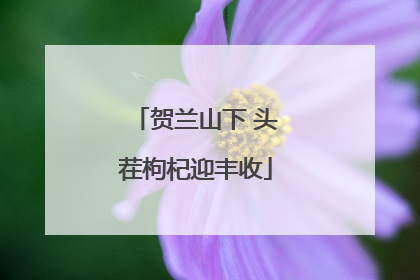 贺兰山下 头茬枸杞迎丰收