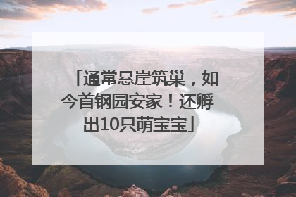 通常悬崖筑巢，如今首钢园安家！还孵出10只萌宝宝