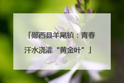 郧西县羊尾镇：青春汗水浇灌“黄金叶”