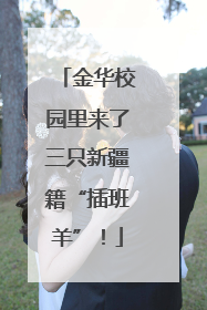 金华校园里来了三只新疆籍“插班羊”！