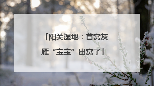 阳关湿地：首窝灰雁“宝宝”出窝了