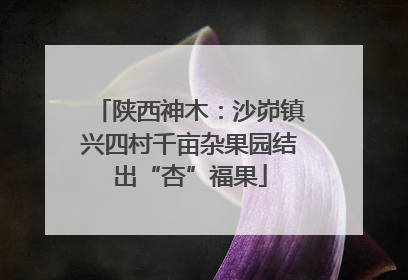 陕西神木：沙峁镇兴四村千亩杂果园结出“杏”福果