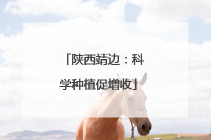 陕西靖边：科学种植促增收