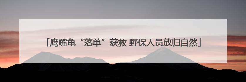 鹰嘴龟“落单”获救 野保人员放归自然