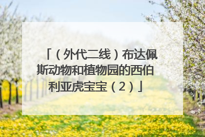（外代二线）布达佩斯动物和植物园的西伯利亚虎宝宝（2）